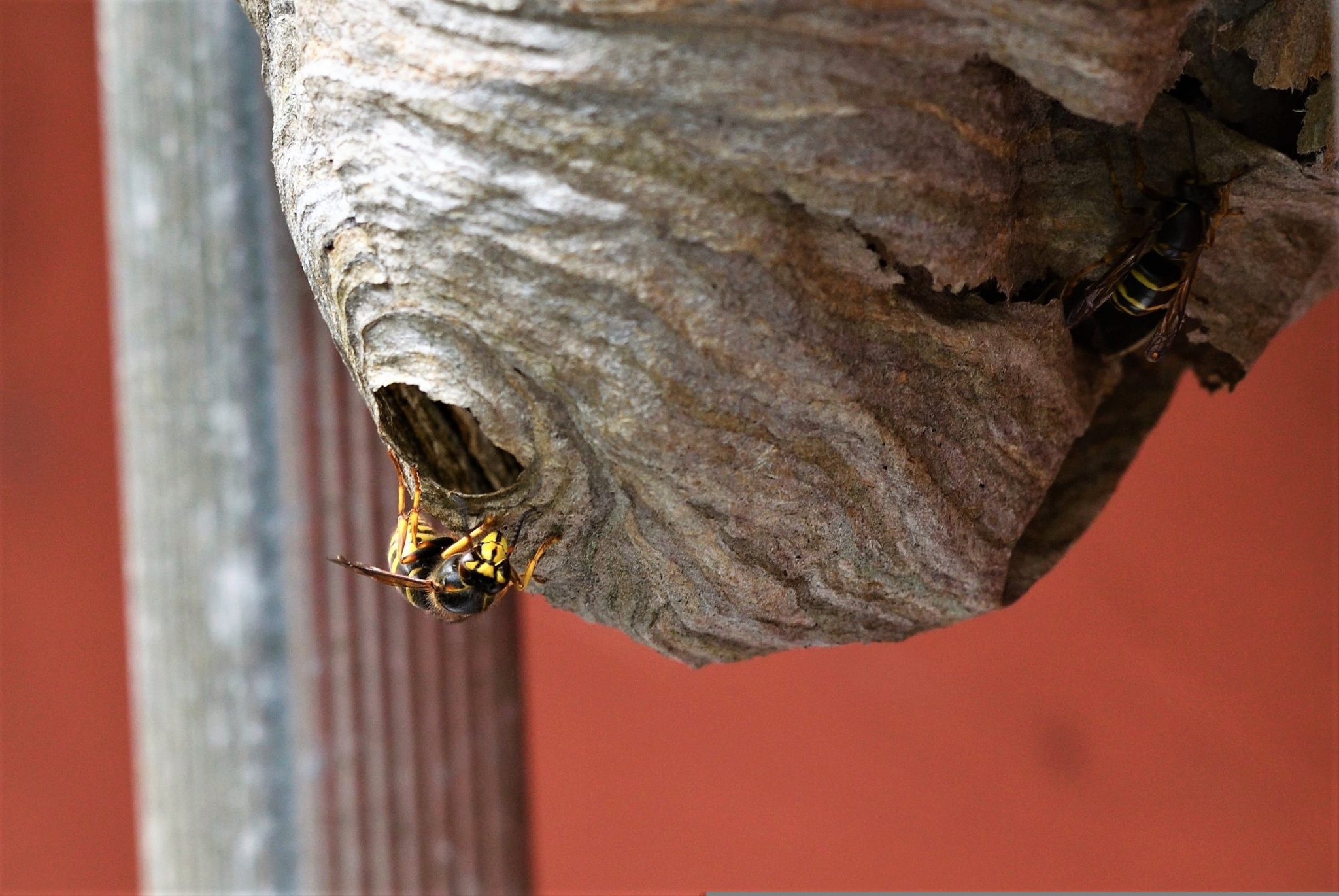 Solch ein Wespen-Nest wollte ein Arbeiter in Grünbach ab der Flkensteiner Straße ausräuchern.