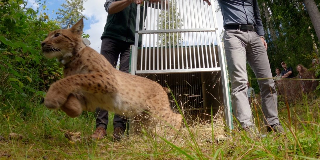 Ein Satz - und Luchs Anton ist in Freiheit. Foto: Archiv Naturschutz LfULG, R. Oehme)