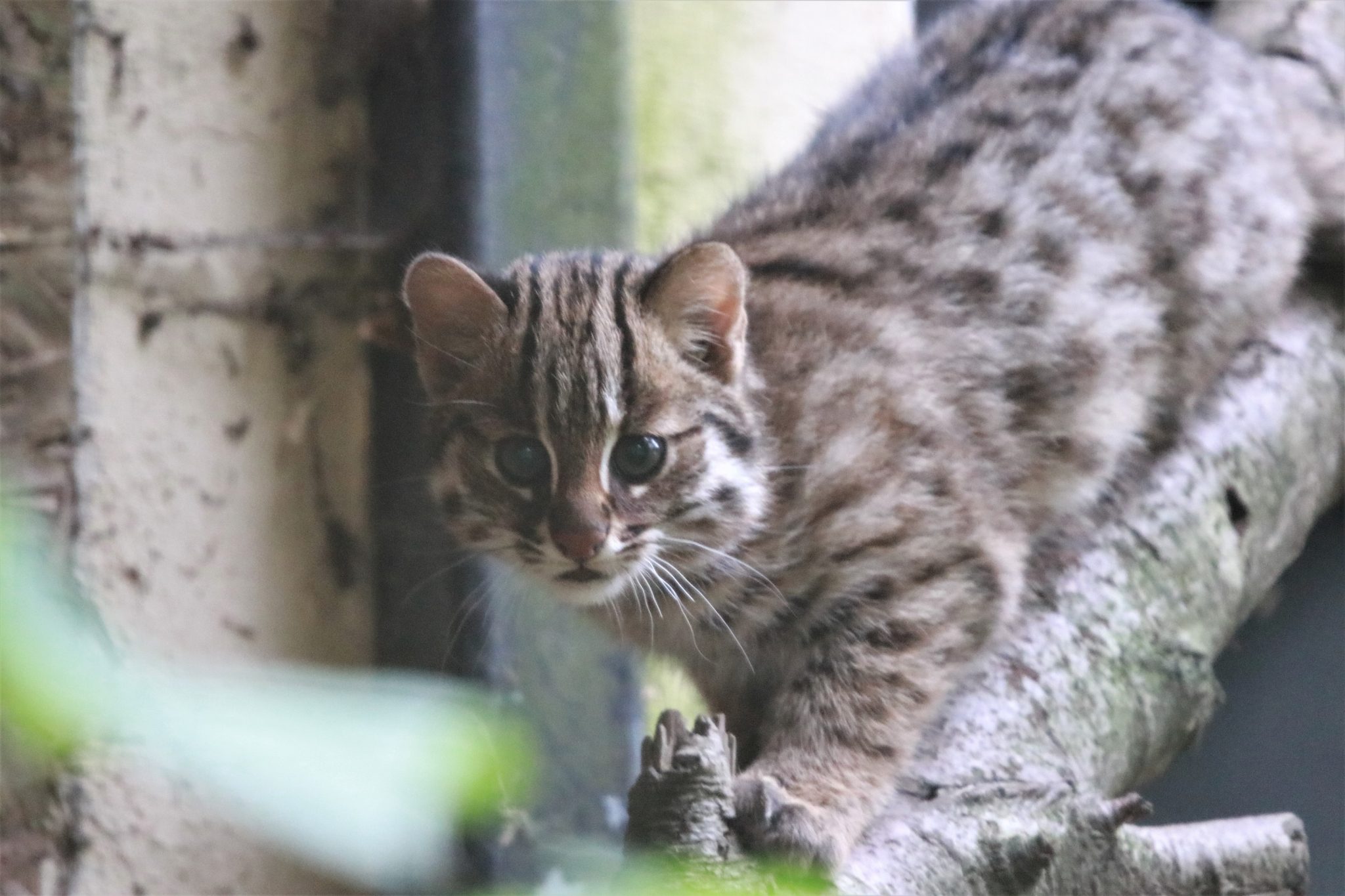 Nachwuchs im Chemnitzer Tierpark. Inzwischen ist das kleine Amurkätzchen immer öfter auf Erkundungstour. Foto: J. Kloesters